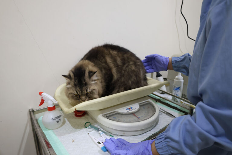 Sterilisasi Kucing Gratis Surabaya Dibuka, Kuota Terbatas